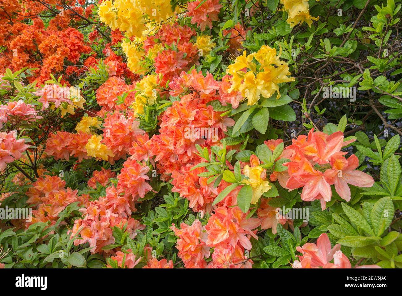 Rhododendron jaune et rose en fleurs dans le jardin botanique VanDusen, Vancouver (Colombie-Britannique), Canada. Banque D'Images