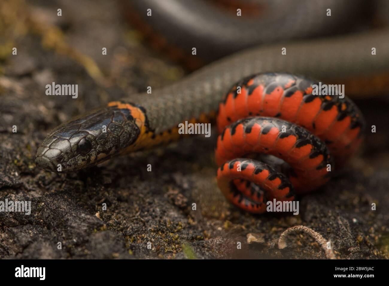 Un gros plan d'un serpent à col rond du pacifique (Diadophis punctatus amabilis), la sous-espèce indigène de la région de la baie de Californie. Banque D'Images