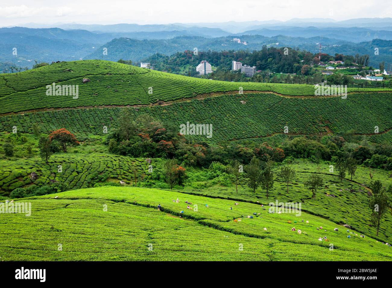 Les rangées soignées de plantes de thé sur une colline vue de 2nd Mile View point près de Munnar, Kerala, Inde Banque D'Images