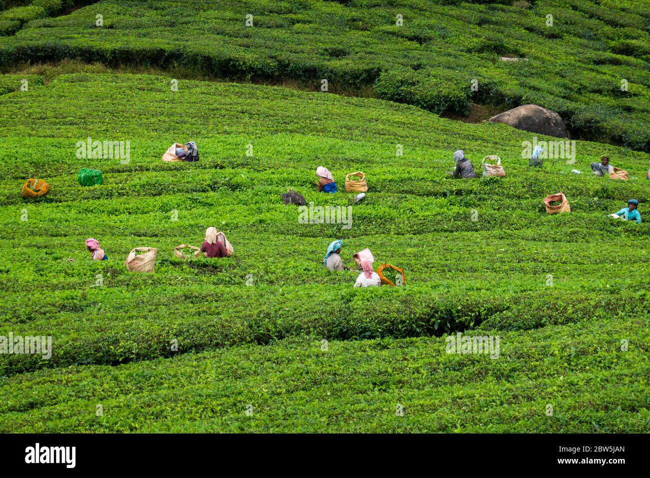 Les femmes cueillez du thé dans une plantation de Munnar, Kerala, Inde Banque D'Images
