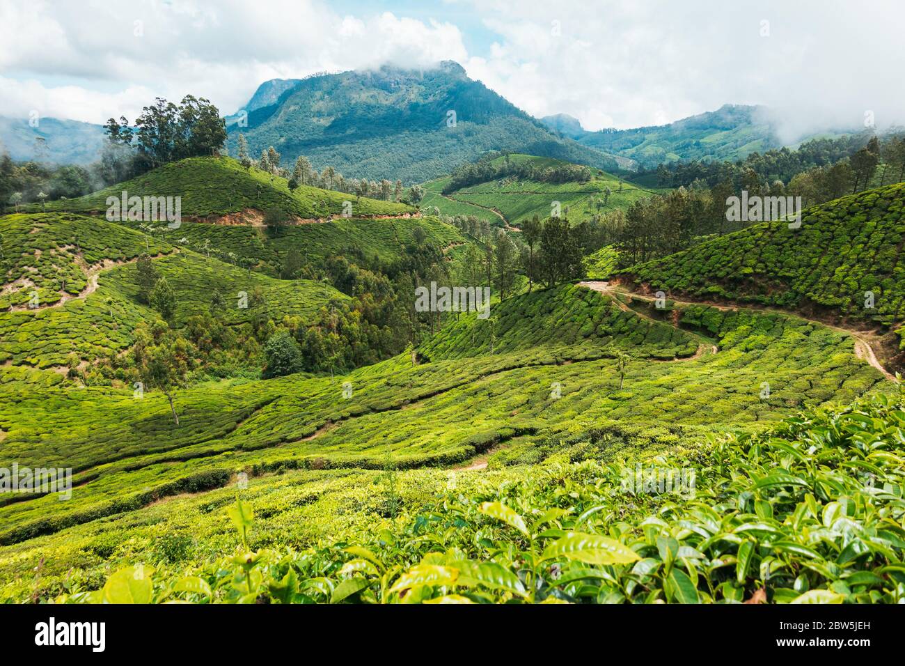 Des chemins et des routes de terre sillent les plantations de thé à flanc de colline à Munnar, en Inde Banque D'Images