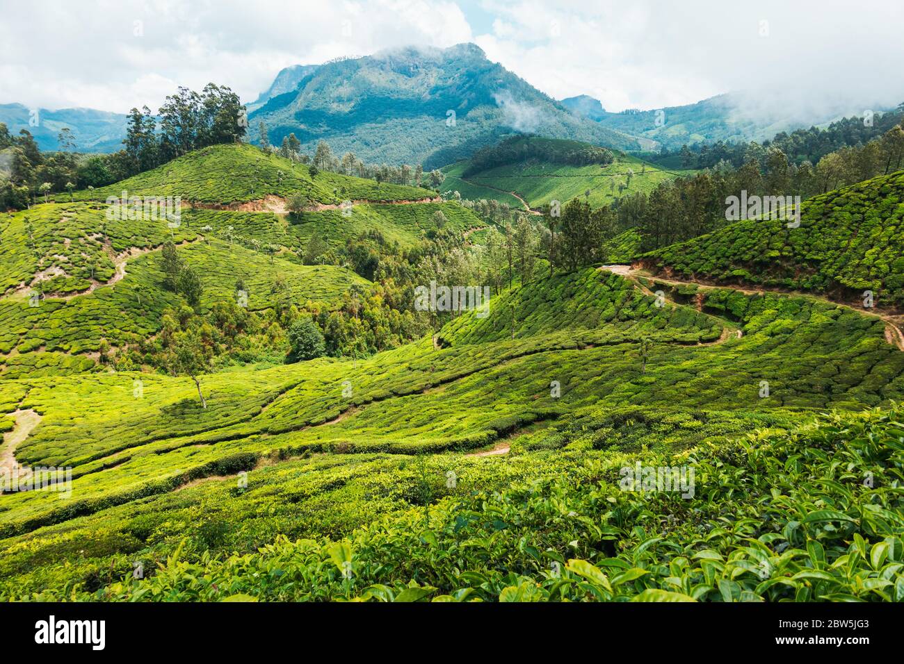 Des chemins et des routes de terre sillent les plantations de thé à flanc de colline à Munnar, en Inde Banque D'Images
