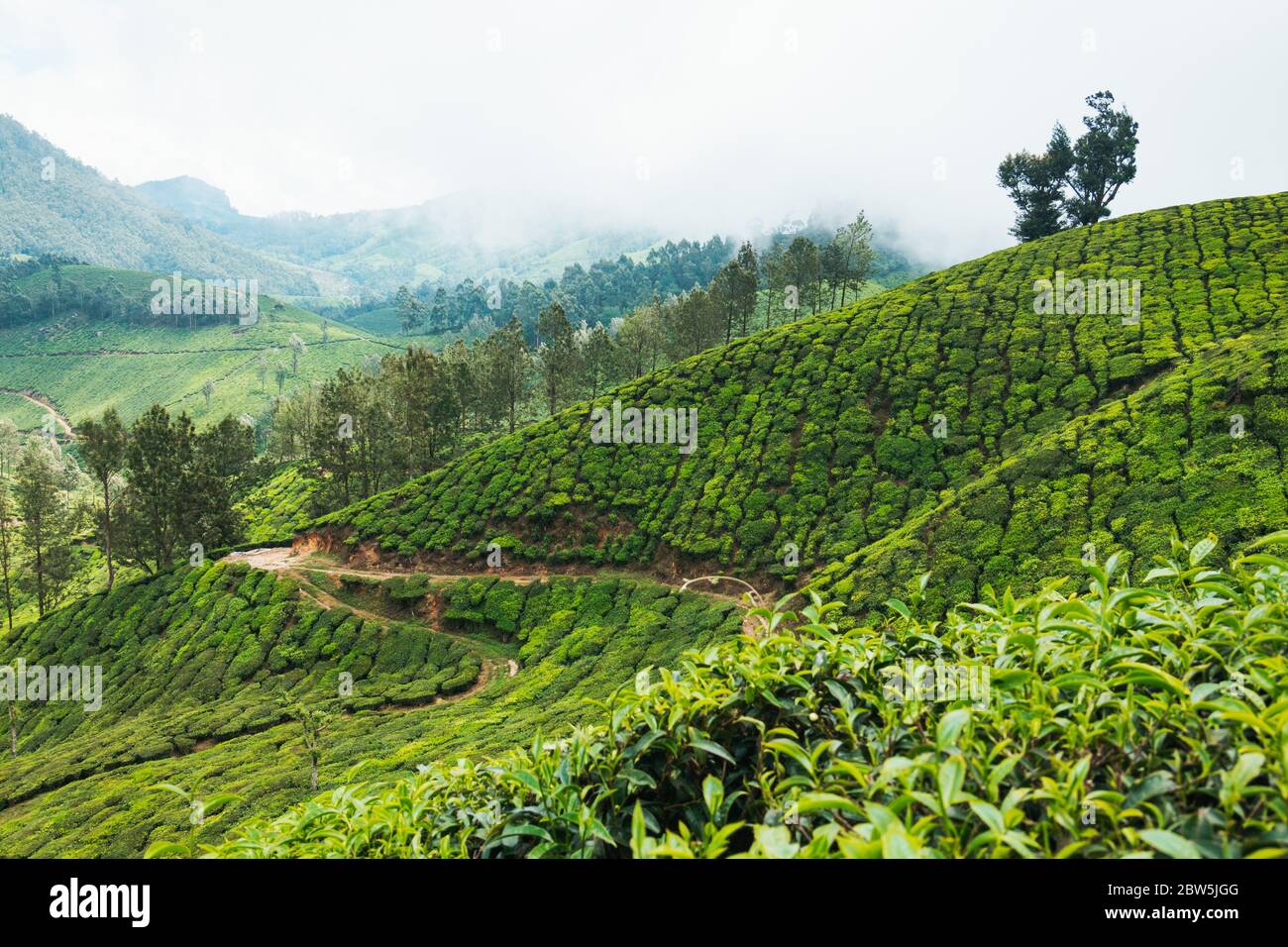 Des rangées de feuilles de thé et de chênes argentés (pour fournir de l'ombre) couvrent les collines de Munnar, en Inde Banque D'Images