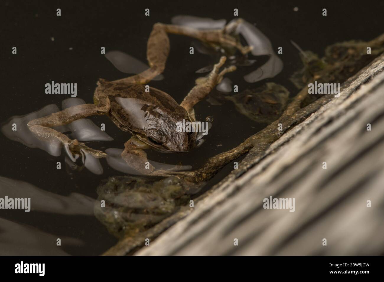 Sierran Treefrog (Pseudacris sierra) autrefois P. regilla, nageant dans une cuvette de bétail, les oeufs sont visibles sous l'eau. Banque D'Images