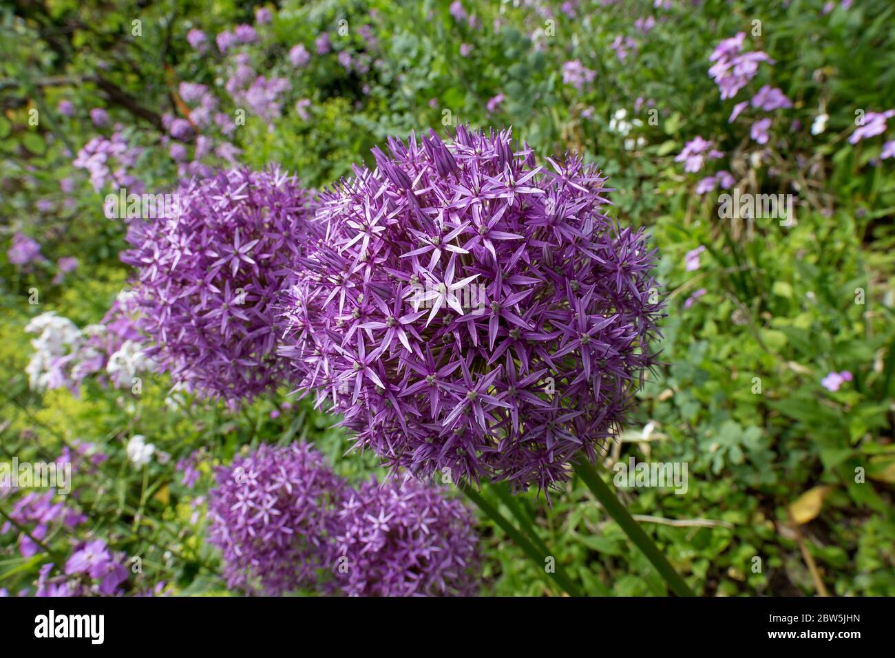 Fleurs de l'allium violet en fleurs sur fond floral vert, jardin botanique VanDusen, Vancouver, Colombie-Britannique, Canada. Banque D'Images