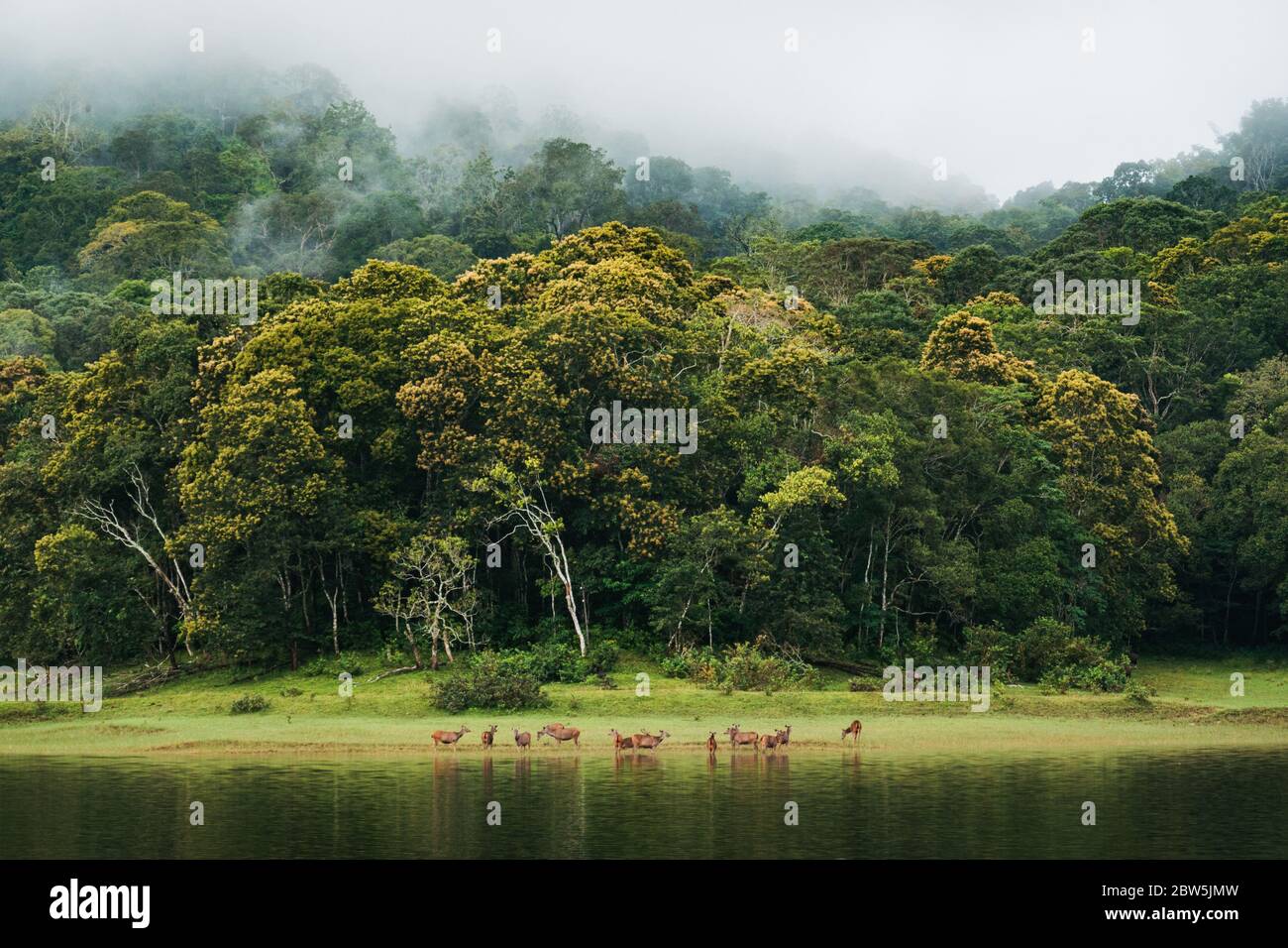 Les cerfs de Sambar se broutent sur les lacs du lac Periyar, Thekkady, Inde Banque D'Images