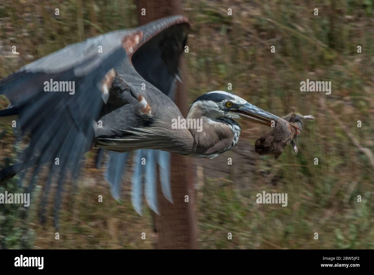 Un grand héron bleu qui a capturé un gros bobas gopher de poche et vole avec lui dans son bec. Banque D'Images