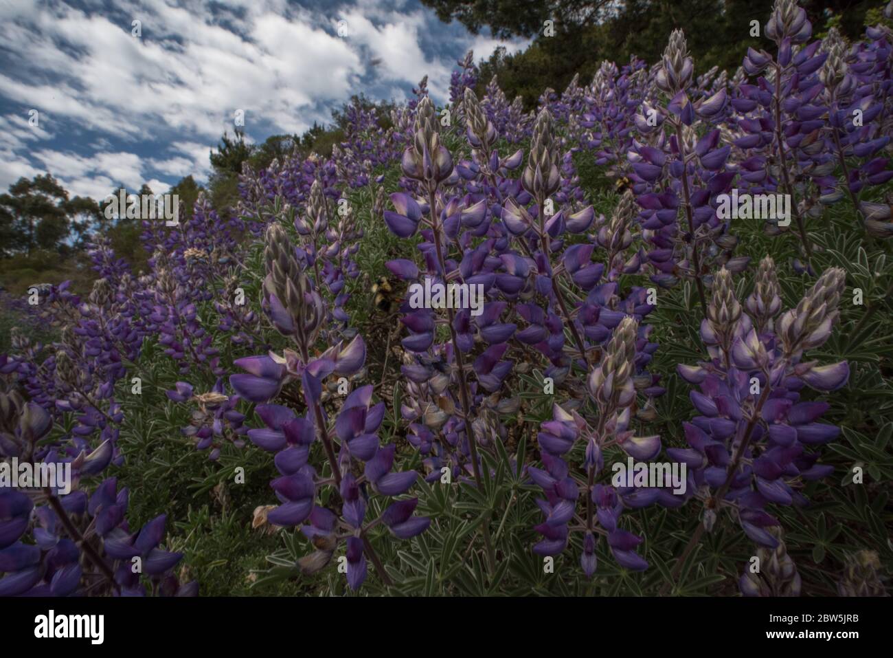 Le lupin de Californie (Lupinus albifrons) est originaire du CA et sert d'hôte important pour plusieurs espèces rares et menacées. Banque D'Images