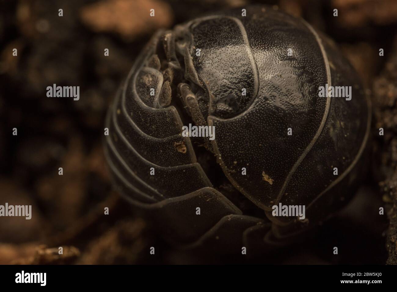 Un gros plan extrême d'un insecte de pilule (Armadillidium) exosquelette qui aide à le garder à l'abri de diverses menaces. Banque D'Images