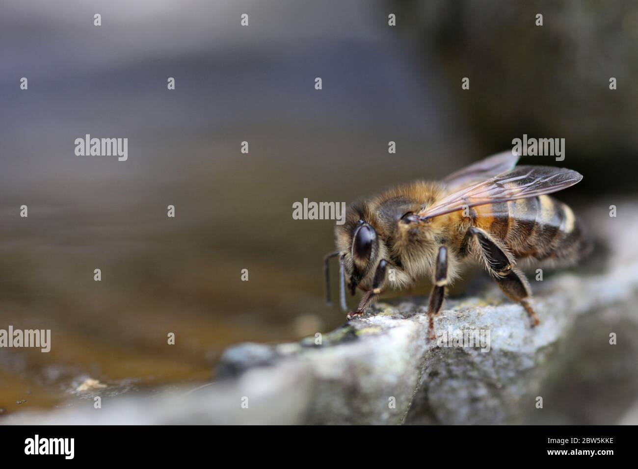 Abeille d'eau potable Banque de photographies et d’images à haute — free download