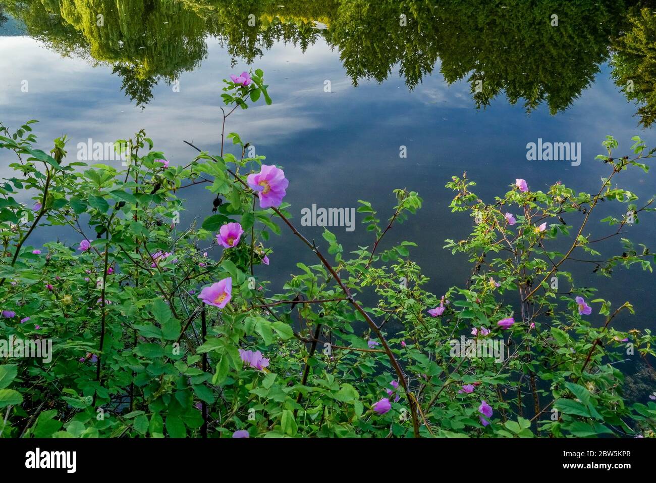 Roses sauvages, étang, parc Ambleside, West Vancouver, Colombie-Britannique, Canada Banque D'Images