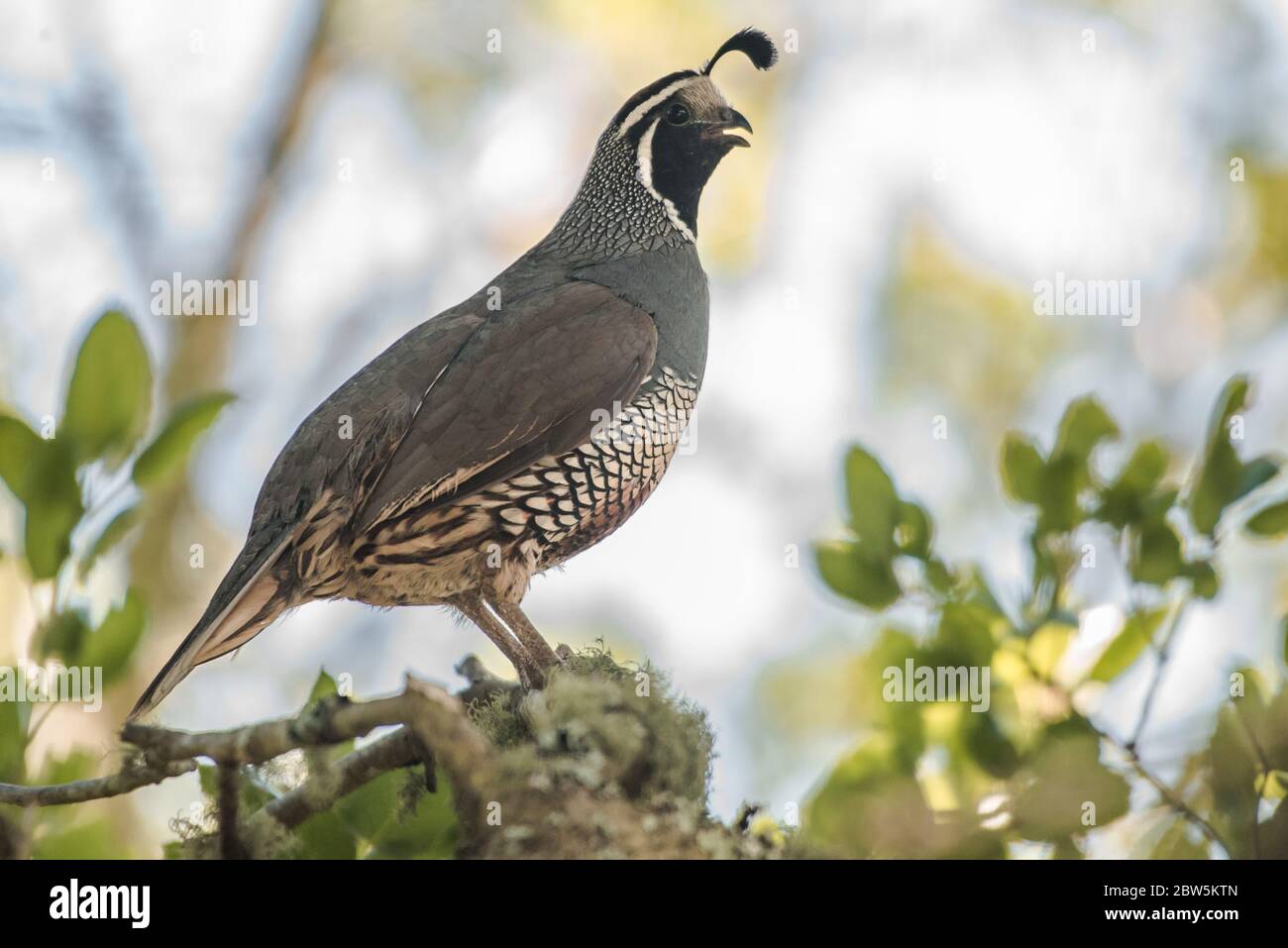 Caille de Californie (Callipepla californica) oiseau d'État de CA, assis dans un arbre dans la région de East Bay. Banque D'Images