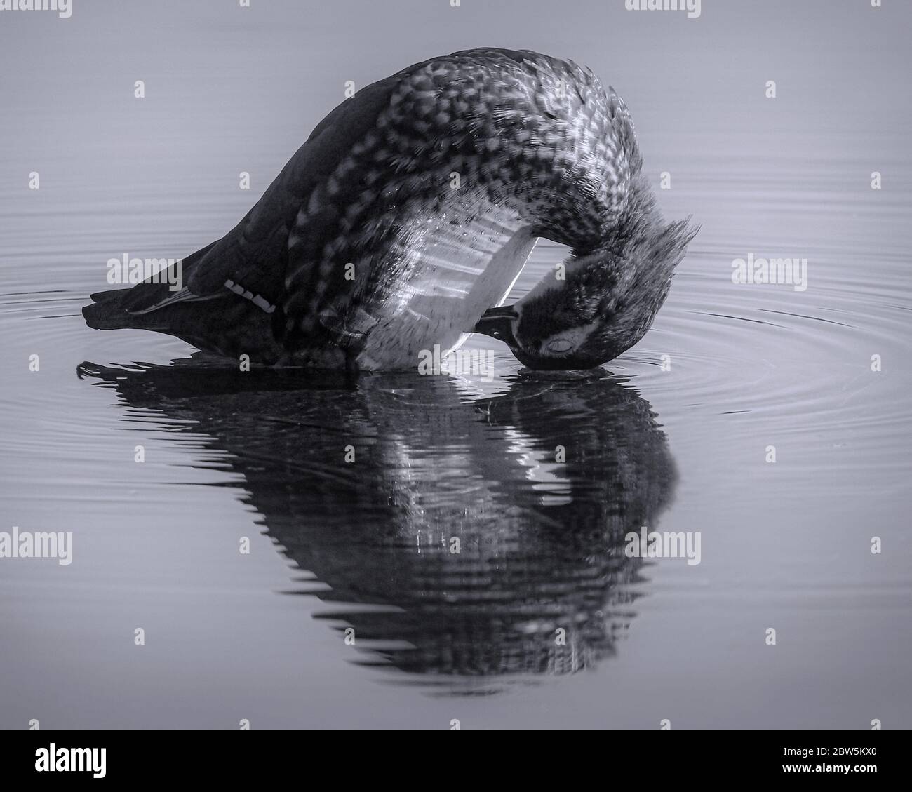 Gros plan noir et blanc de canard de bois nettoyant ses plumes de ventre avec réflexion dans l'eau Banque D'Images