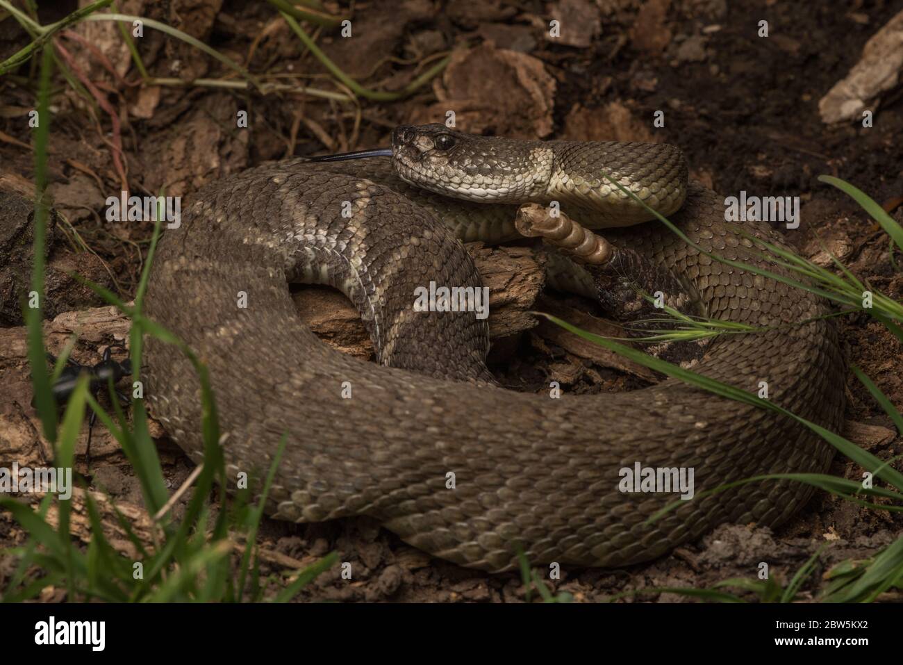 Un crotale du Pacifique nord (Crotalus oreganus), la seule espèce de serpent venimeux dangereusement présente dans le nord de la Californie. Banque D'Images