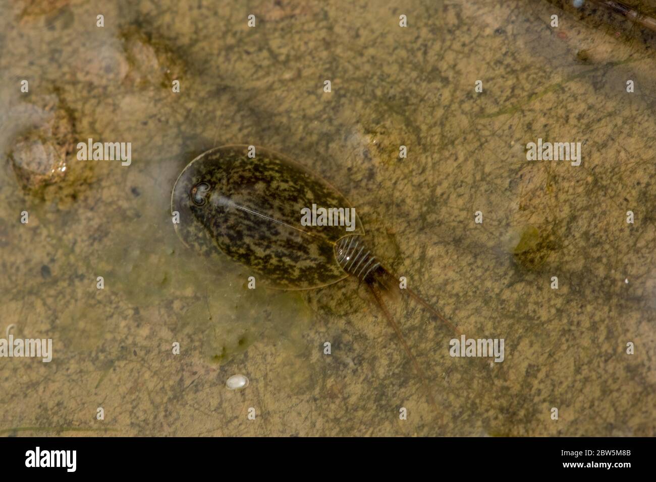 crevettes tadpole vernal pool (Lepidurus packardi) une espèce en voie de disparition de crevettes de protection endémique à la vallée centrale de la Californie. Banque D'Images