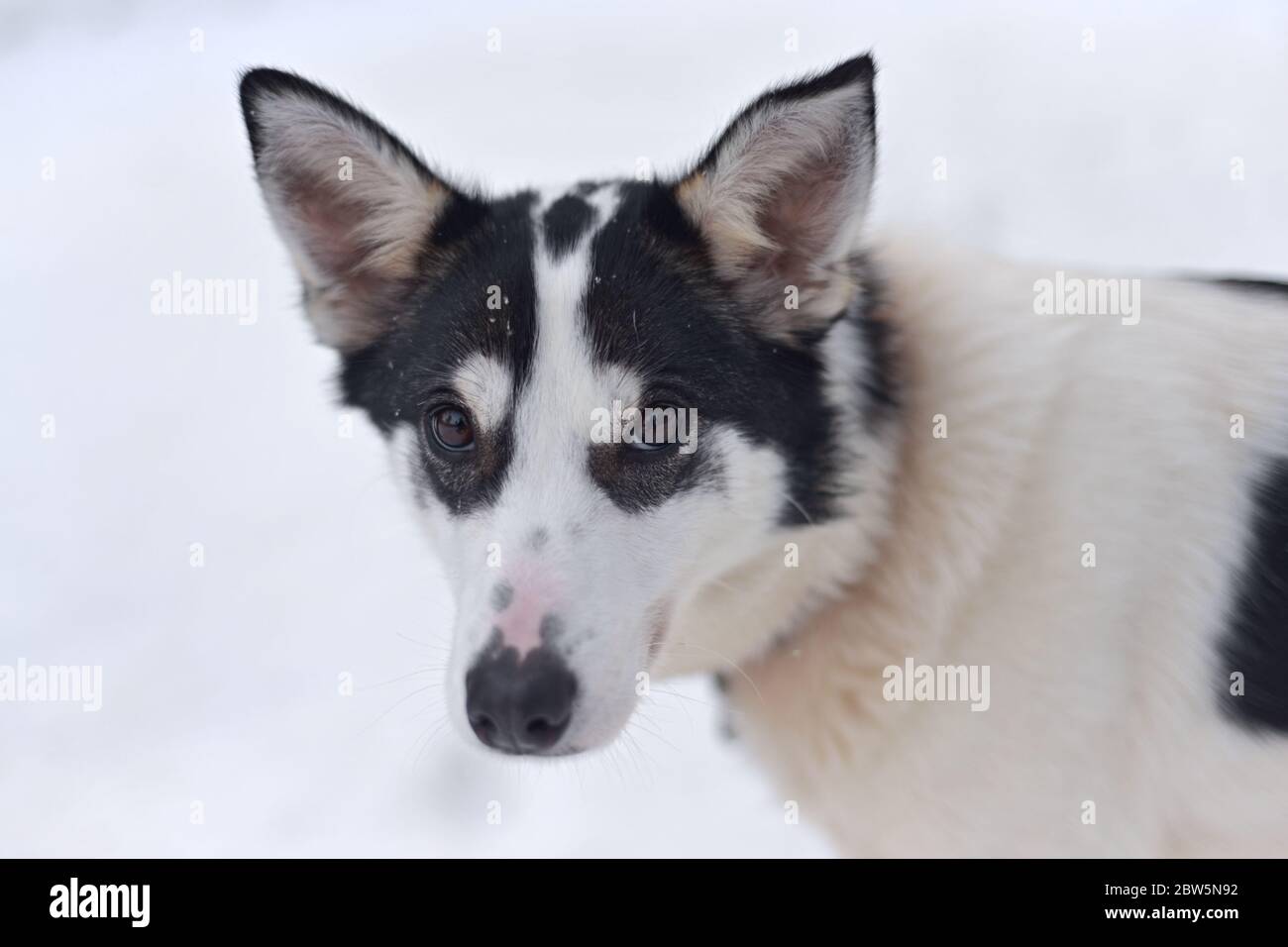 Ce chien Husky noir et blanc en action est face à face avec des oreilles piquées sur fond de neige blanche et unie Banque D'Images