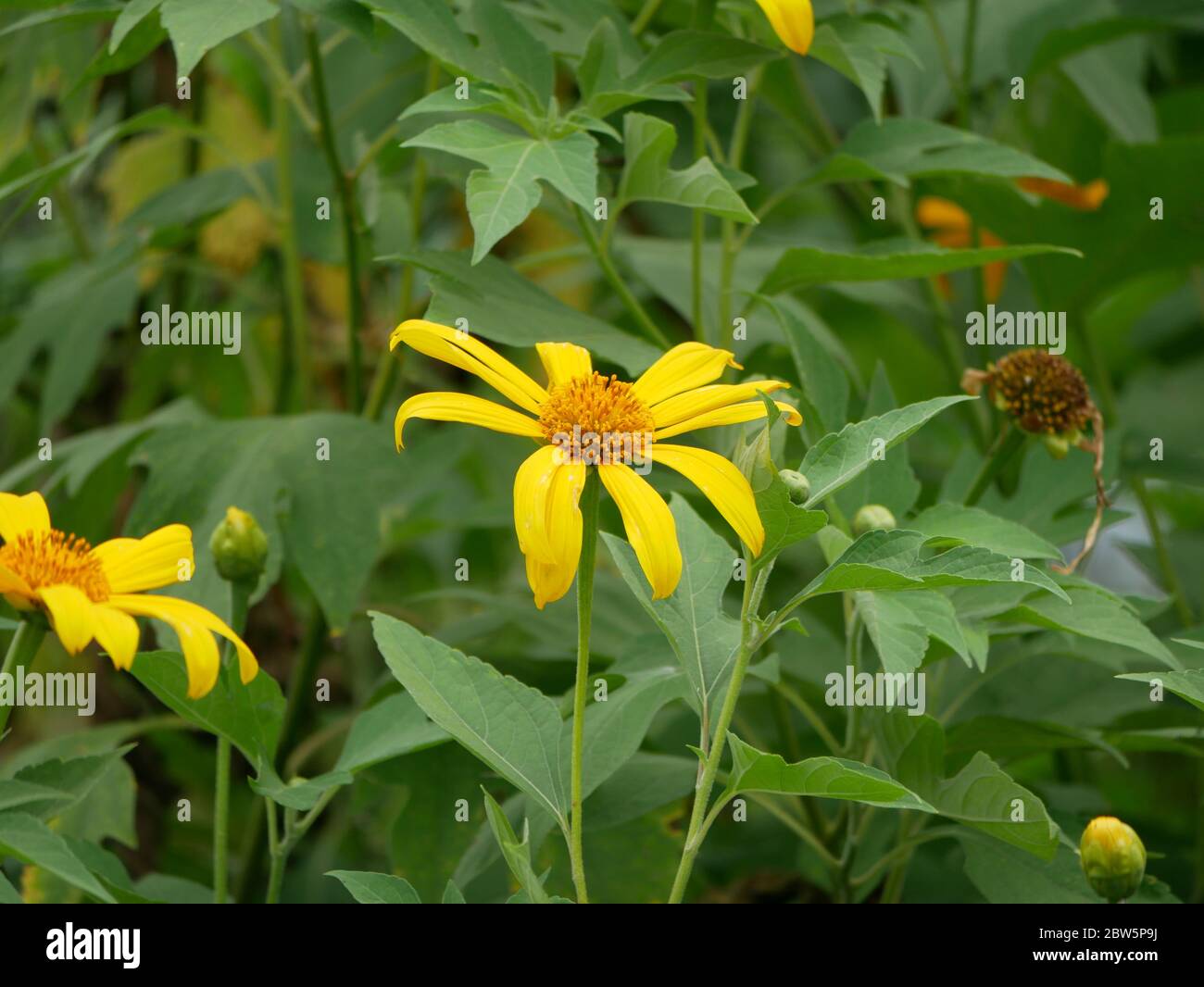 La tithonie diversifolia fleurit dans le jardin. Banque D'Images