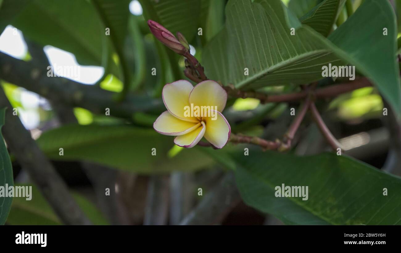 Gros plan sur les fleurs frangipani Banque D'Images