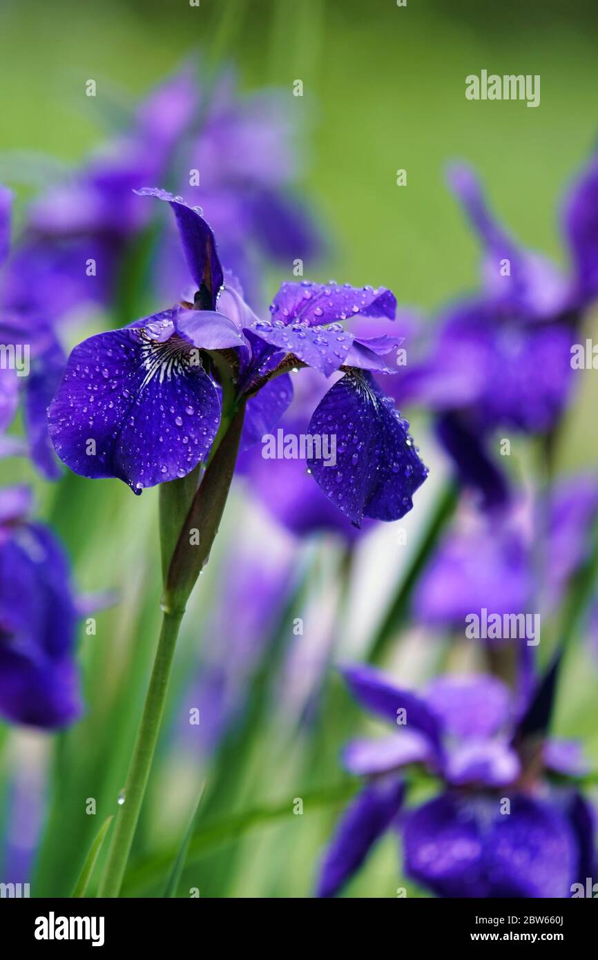 Violet Irises gros plan après la pluie Banque D'Images