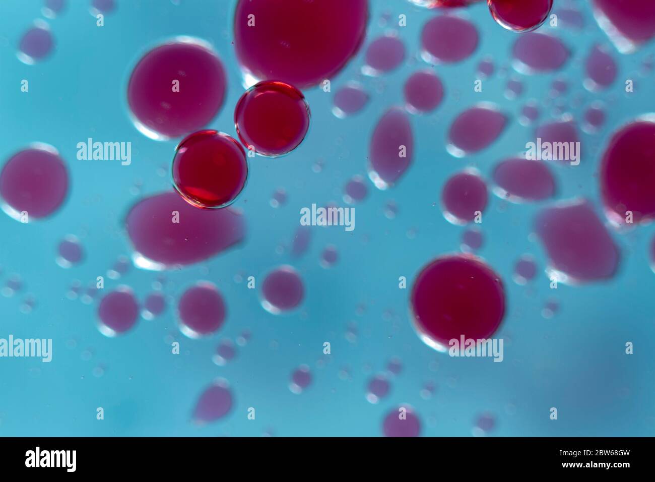 bulles rouges de forme ronde, transparentes et hétérogènes sur fond bleu vif. Macro gros plan de l'huile microscopique plein format dans l'eau Banque D'Images