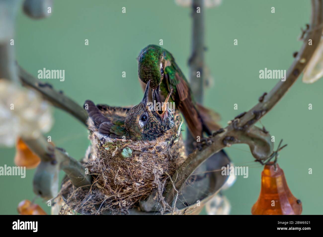 Colibri adulte nourrissant ses oisillons dans le nid. Le nid est fait dans une lampe Banque D'Images