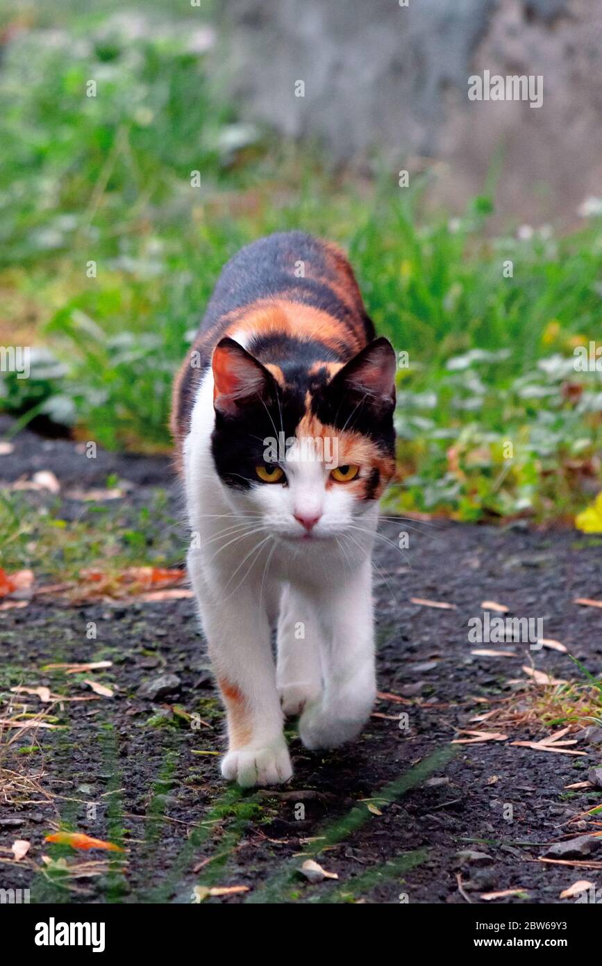 curieux calico chat marchant dehors. prédateur dans le jardin d'automne Banque D'Images
