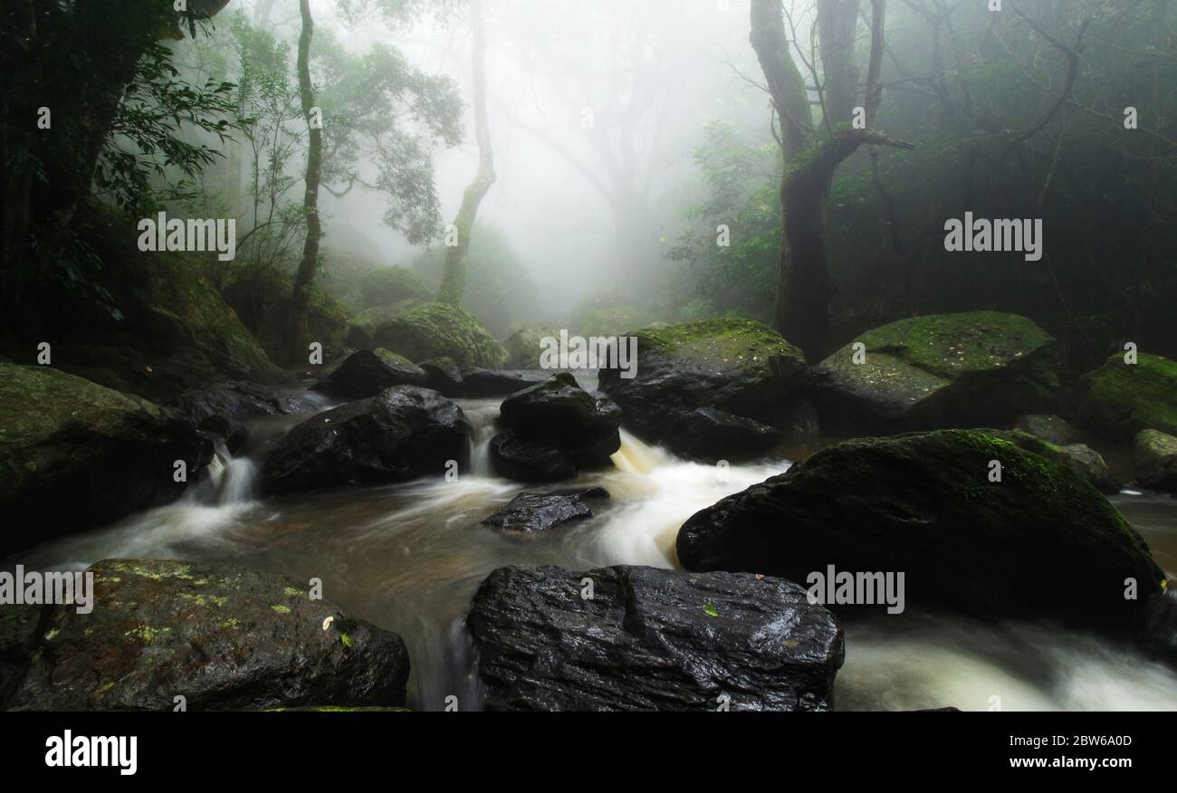 Rivière traversant la forêt tropicale à Kerala, munnar Banque D'Images