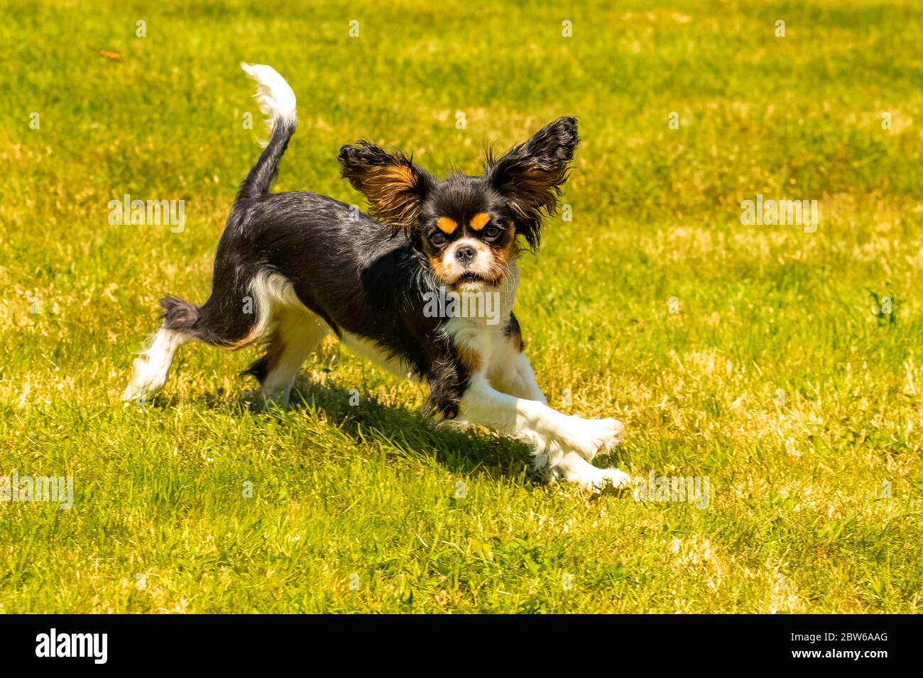 Un chien cavalier King charles, un chiot mignon courant sur la pelouse, essayant de prendre un papillon Banque D'Images