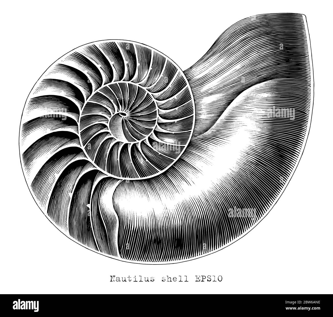 Illustration ancienne de la gravure de Nautilus shell main dessiner noir et blanc clip art isolé sur fond blanc Illustration de Vecteur
