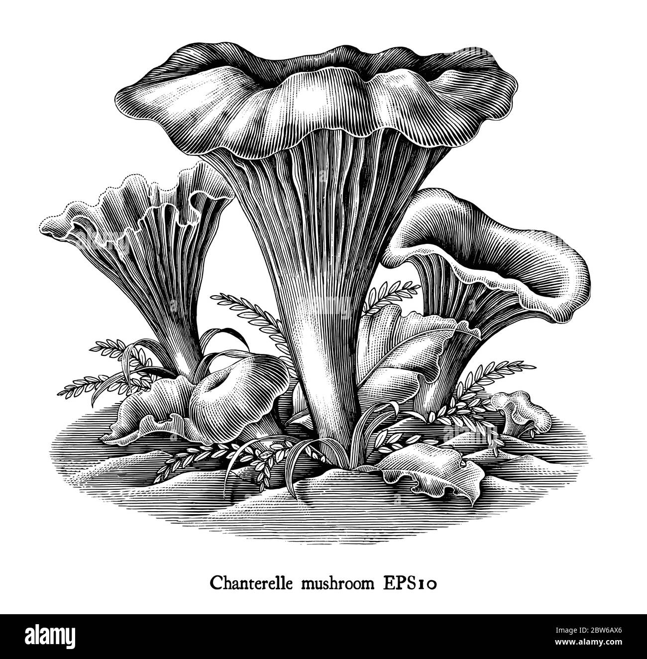 Illustration de la gravure antique de Chanterelle Mushroom dessin main noir et blanc clip art isolé sur fond blanc Illustration de Vecteur