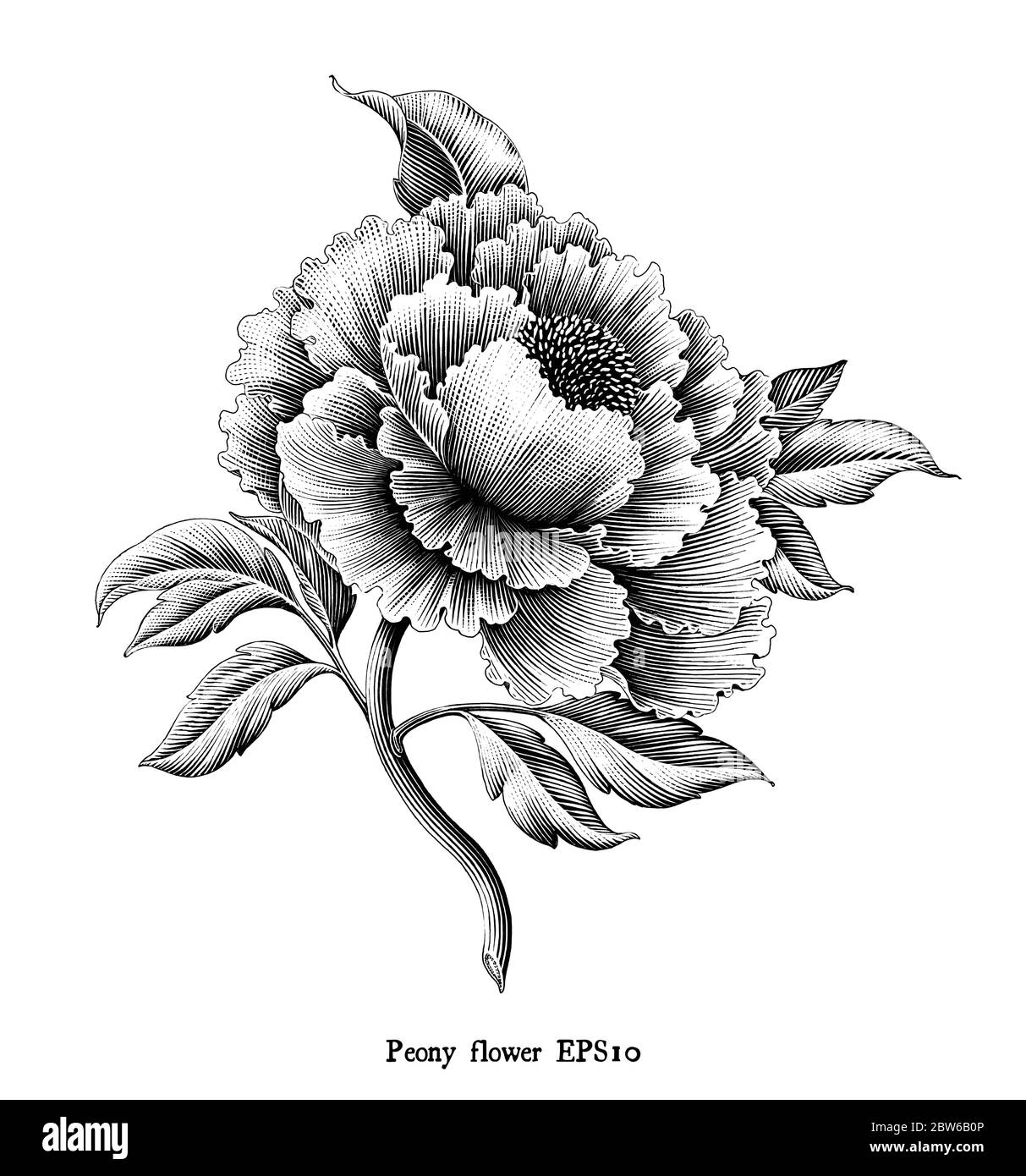 Illustration ancienne de la gravure de fleurs de pivoine dessin de style vintage noir et blanc clip art isolé sur fond blanc Illustration de Vecteur