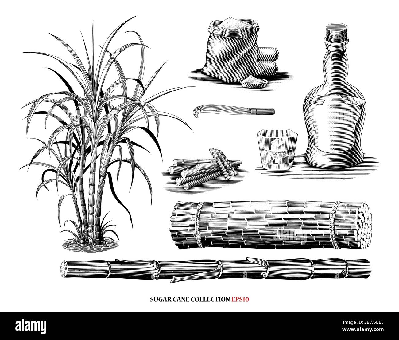 Canne à sucre avec illustration de la collection de produits style gravure vintage clipart noir et blanc isolé sur fond blanc Illustration de Vecteur