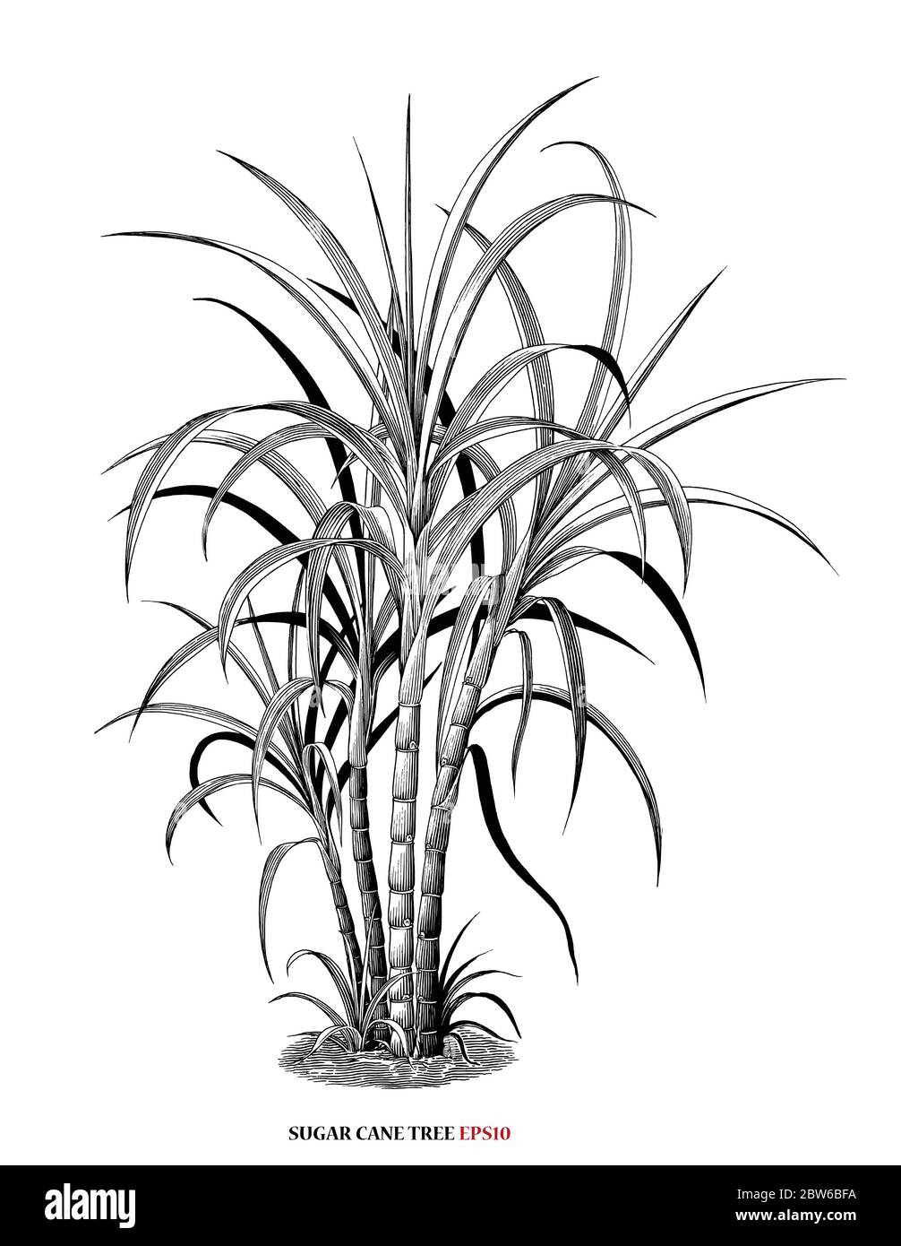 Canne à sucre illustration botanique style gravure vintage clipart noir et blanc isolé sur fond blanc Illustration de Vecteur