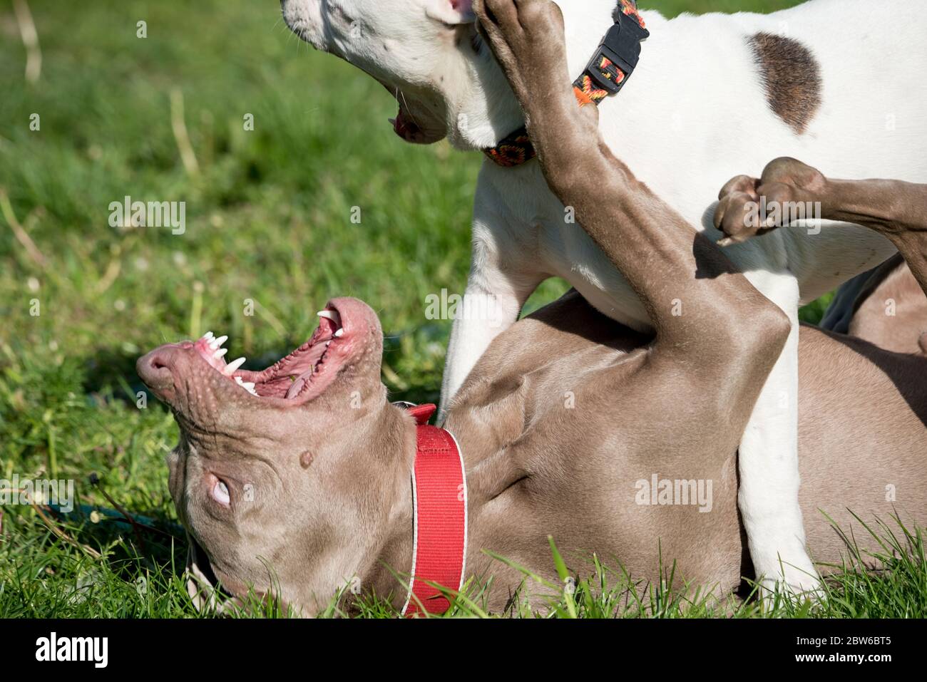 Chien amusant. Deux jeunes chiens Weimaraner et Pitbull en jeu. Socialisation des chiens et exercice d'inhibition de la morsure. Banque D'Images