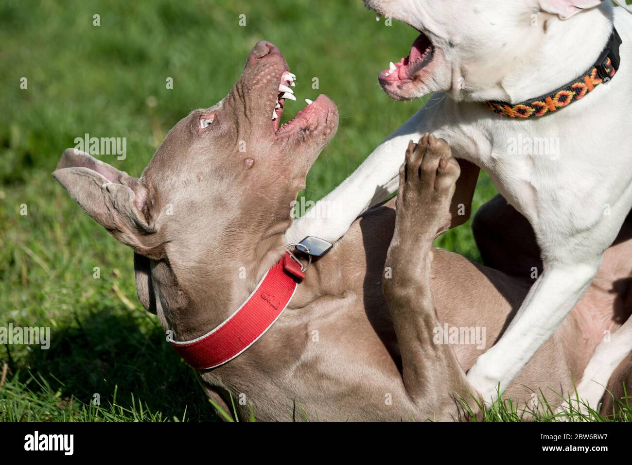 Chien amusant. Deux jeunes chiens Weimaraner et Pitbull en jeu. Socialisation des chiens et exercice d'inhibition de la morsure. Banque D'Images