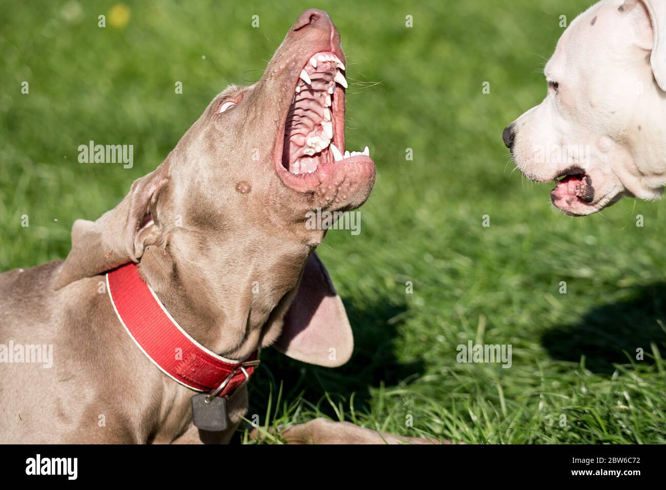 Chien amusant. Deux jeunes chiens Weimaraner et Pitbull en jeu. Socialisation des chiens et exercice d'inhibition de la morsure. Banque D'Images