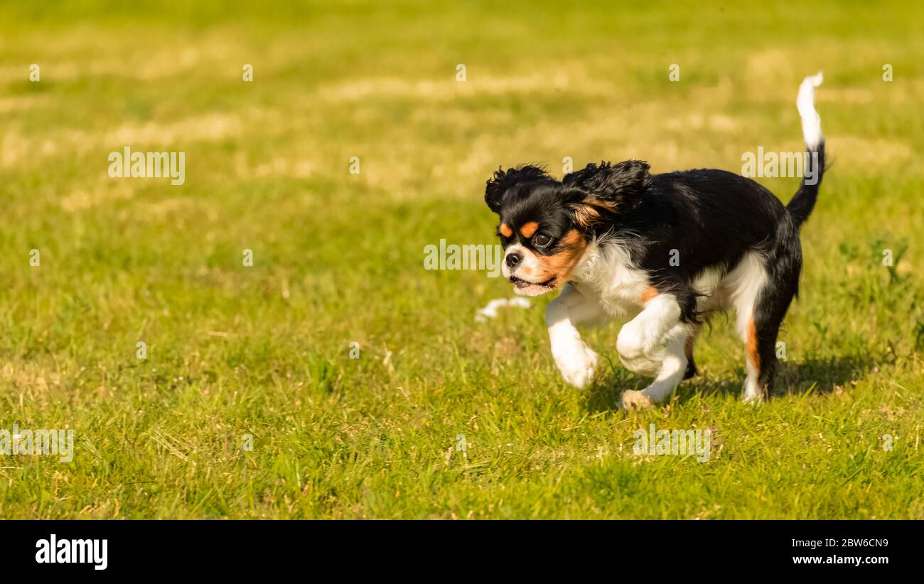 Un chien cavalier King charles, un chiot mignon courant sur la pelouse, essayant de prendre un papillon Banque D'Images