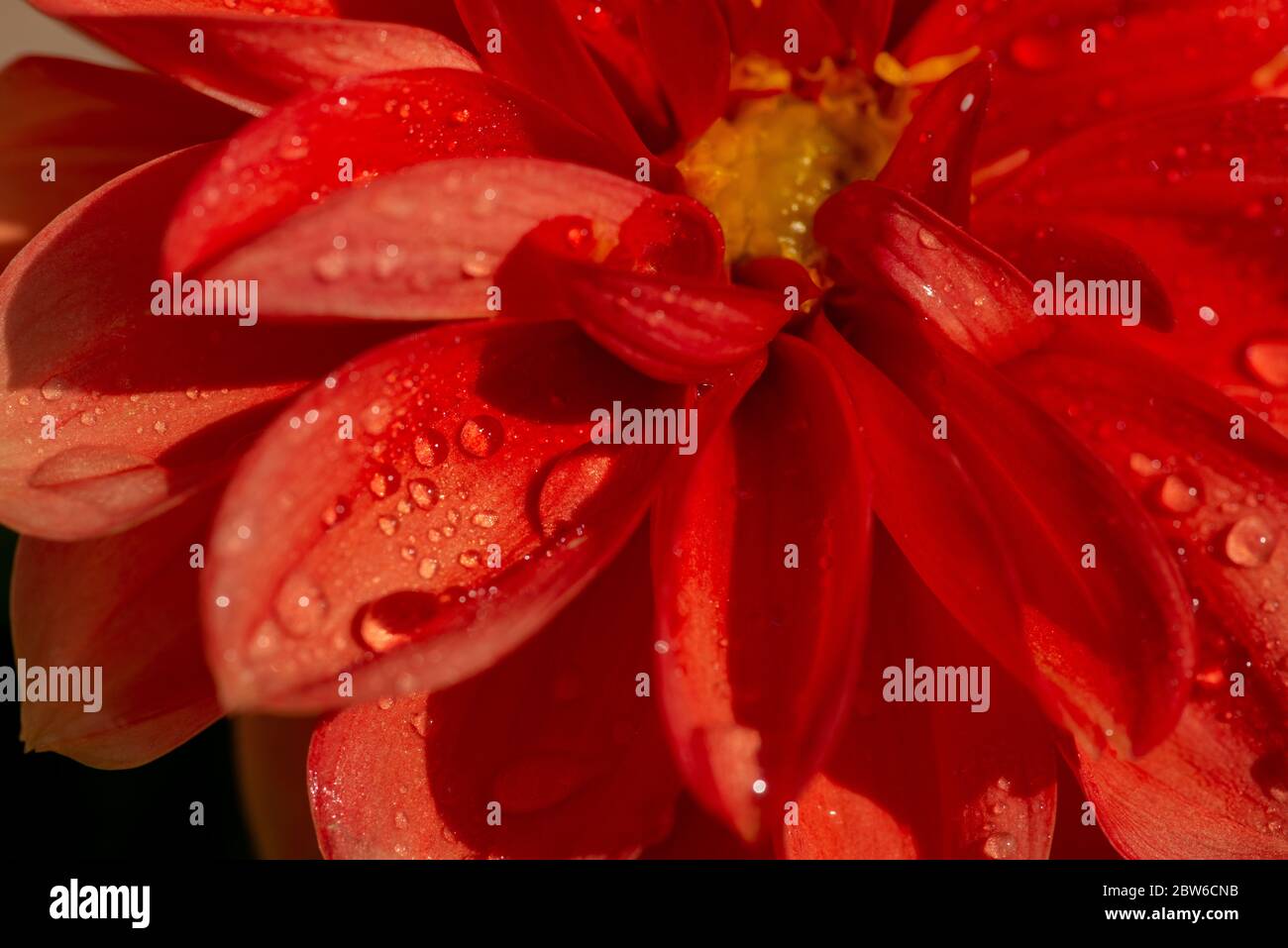 Pétales de Dahlia couleur pêche avec gouttes d'eau Banque D'Images