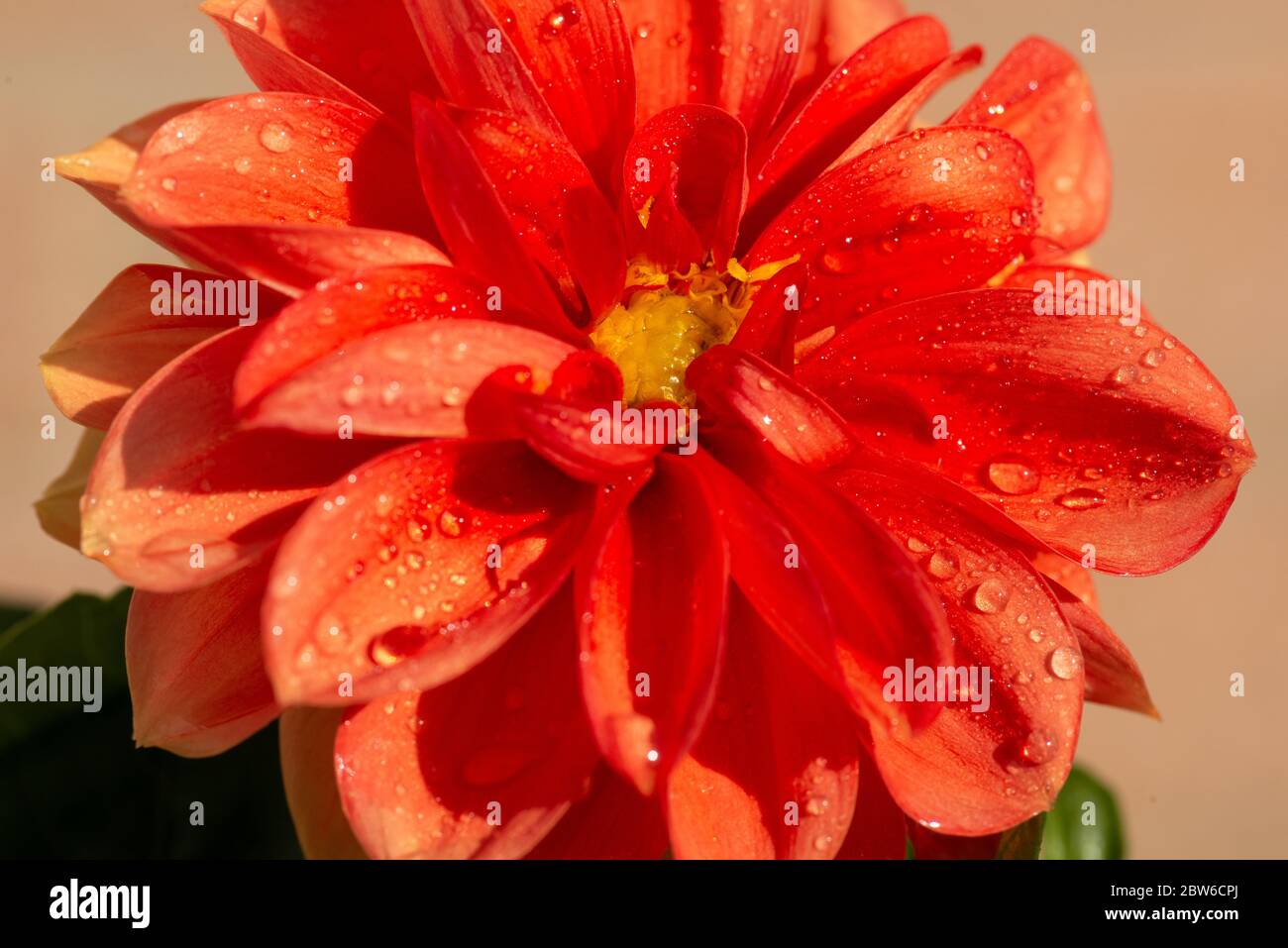 Fleur de Dahlia couleur pêche avec eau Banque D'Images