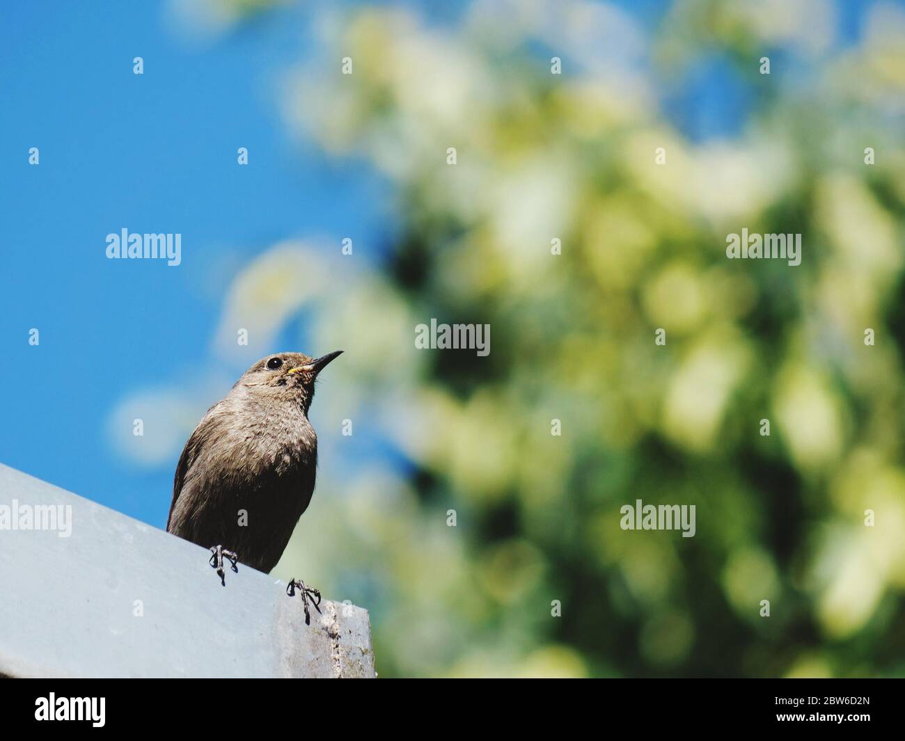 gros plan d'un oiseau en perçant contre un ciel bleu Banque D'Images