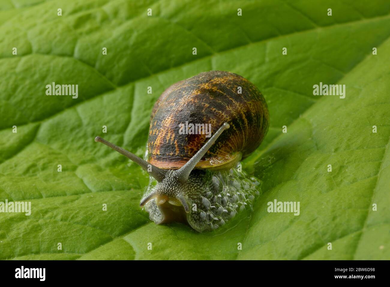 Escargot terrestre sur une feuille verte faisant des bulles hors de la peur Banque D'Images