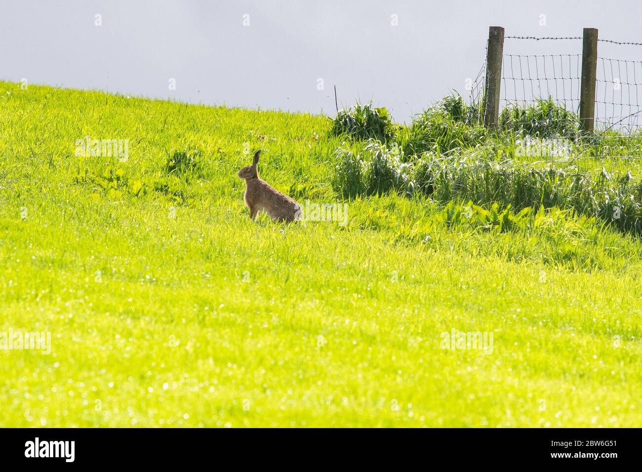Lièvre brun (également connu sous le nom de lièvre européen) - Lepus europaeus. Assis dans un champ d'herbe de printemps fraîche - Écosse, Royaume-Uni Banque D'Images