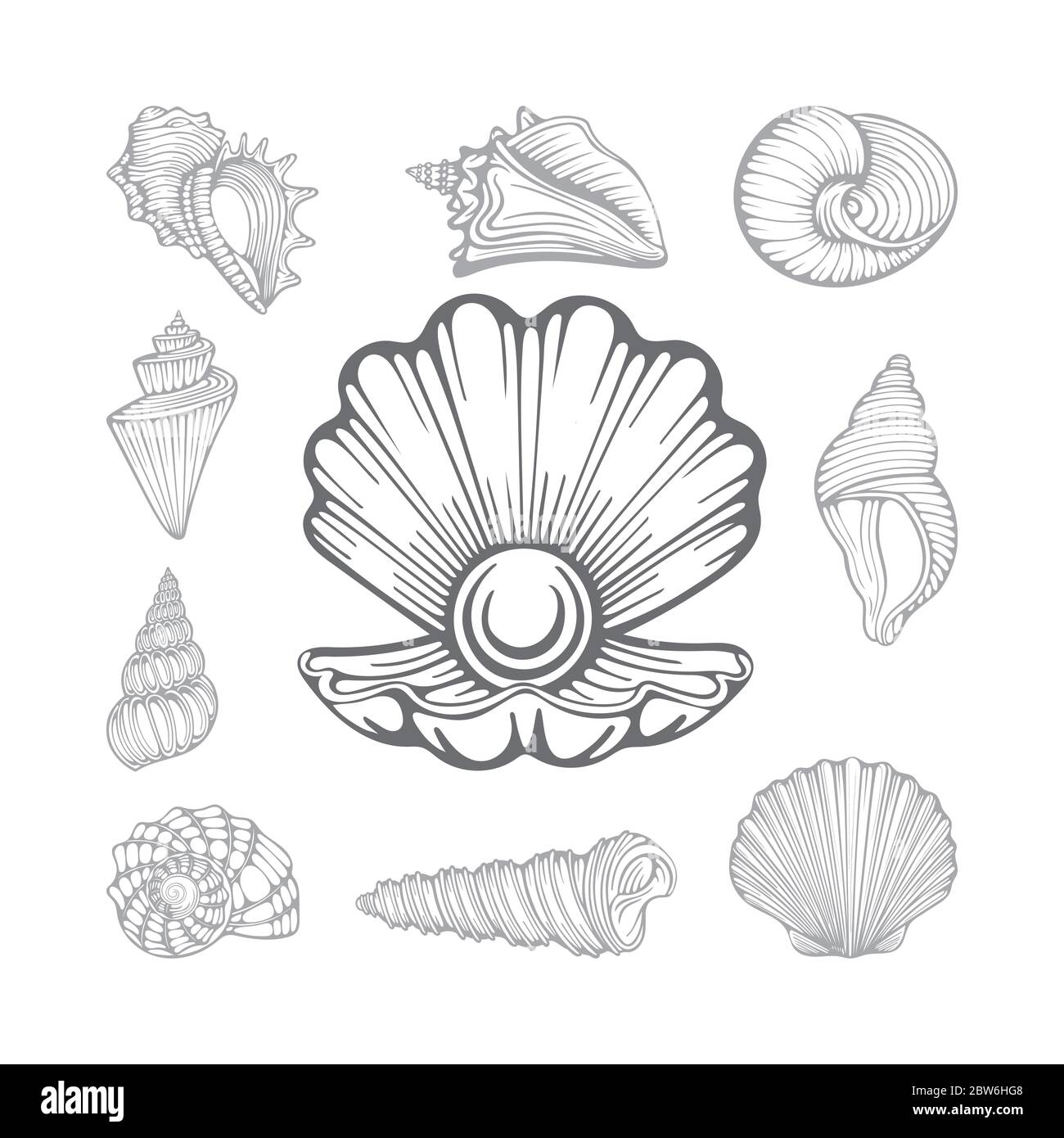 Coquillages et coquillages ouverts. Jeu d'illustrations vectorielles dessinées à la main de coques de mer différentes. Partie de l'ensemble. Illustration de Vecteur