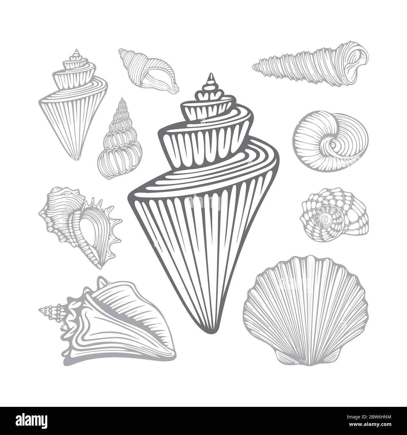 Coquillages. Jeu d'illustrations vectorielles dessinées à la main de coques de mer différentes. Partie de l'ensemble. Illustration de Vecteur