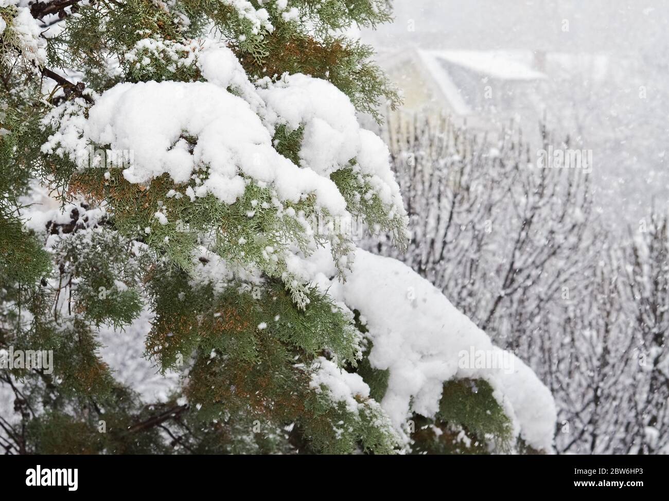 Détail d'une branche de conifères recouverte de neige fraîche Banque D'Images