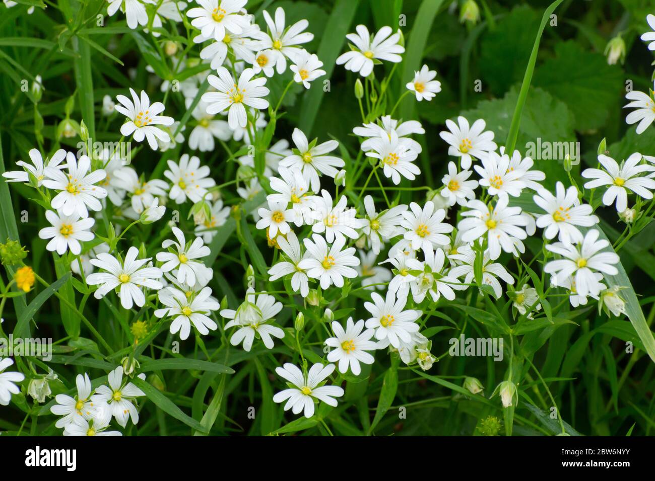 Gros plan des fleurs de l'herbe à chiche, Stellaria holostea ou Echte Sternmiere Banque D'Images