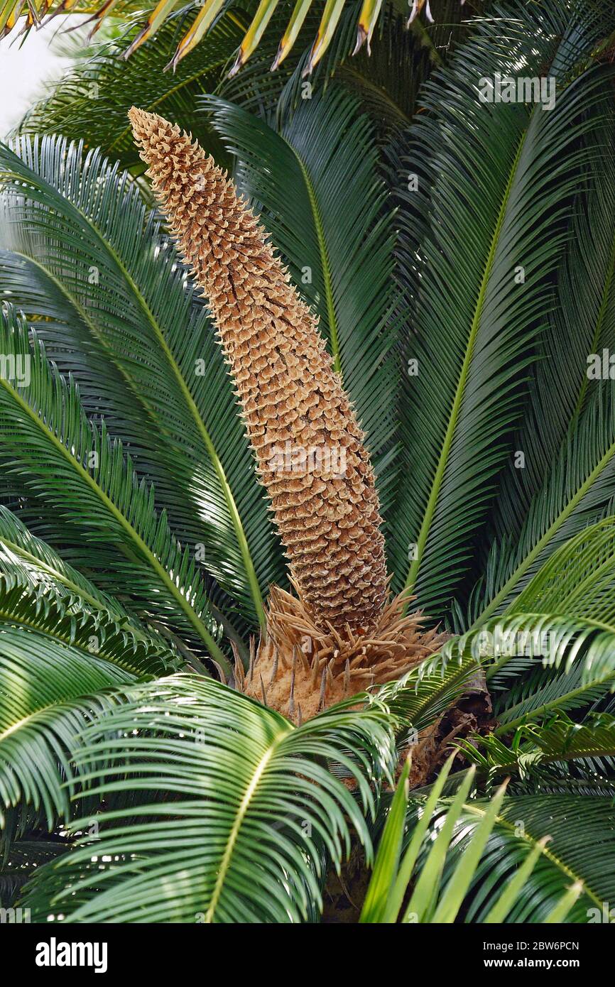 Palmier sagou japonais Banque de photographies et d'images à haute  résolution - Alamy