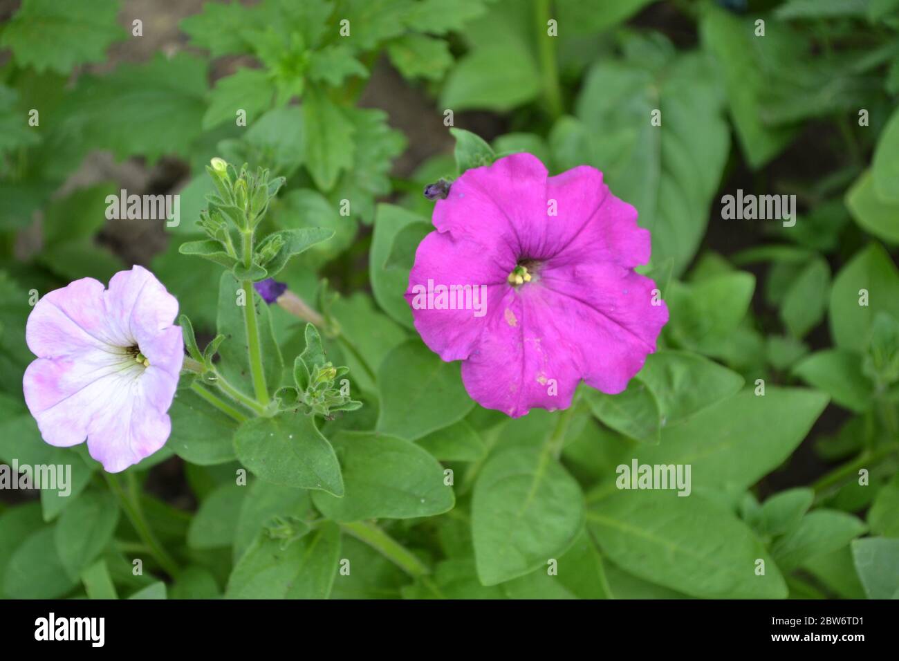 Plante vivace herbacée ou semi-arbustive de la famille des Solanaceae.  Jardinage. Maison jardin, lit. Fleur pétunia. Hybride pétunia en fleurs  Photo Stock - Alamy