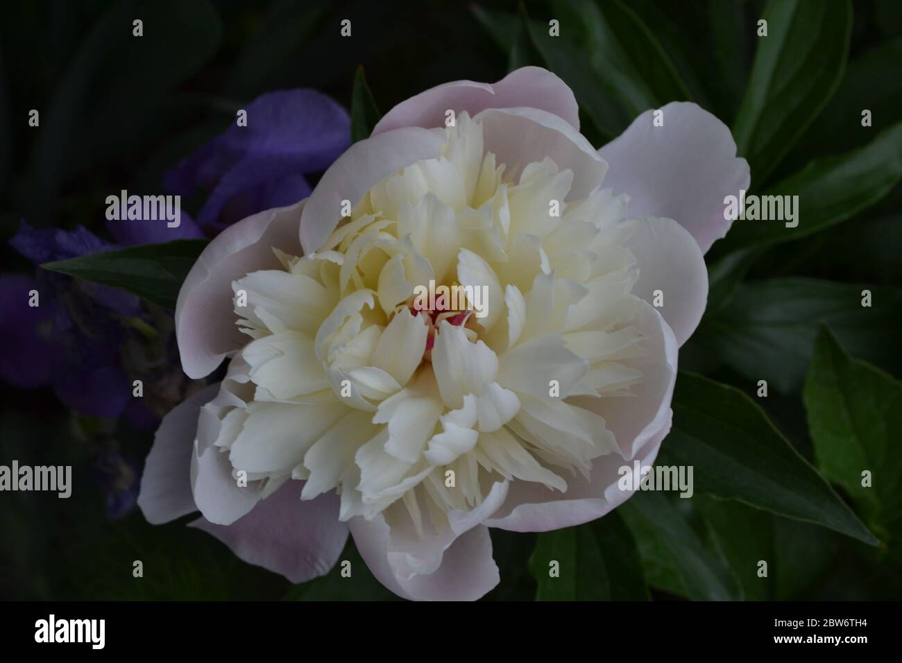 Jardinage Maison jardin, lit de fleur. Maison, terrain. Feuilles vertes, buissons. Pivoine de fleur. Paeonia, plantes vivaces herbacées et arbustes décidus. Fleur blanche Banque D'Images