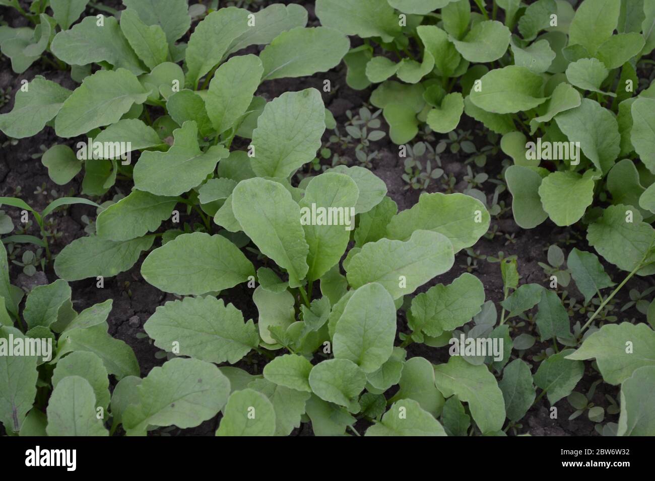 Maison jardin, lit de fleurs. Raphanus sativus. Radis, légumes, légumes racines. Salade délicieuse. Jeunes pousses Banque D'Images